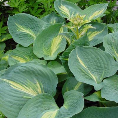 Hosta 'Thunderbold'